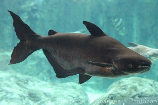 Mekong Giant Catfish