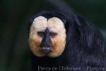 Golden-faced saki