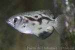 Zebra archerfish