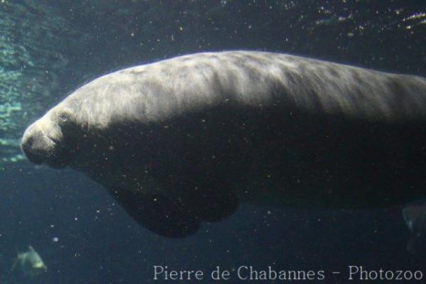 Antillean manatee