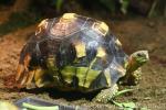 Ploughshare tortoise