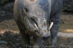 Sulawesi babirusa