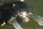 Burmese roofed turtle