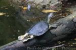 Burmese roofed turtle