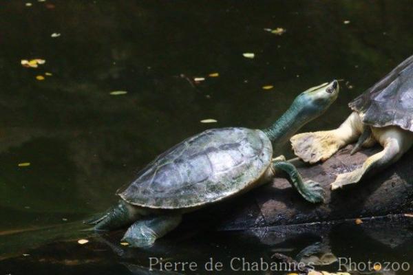 Burmese roofed turtle