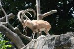 Nubian ibex