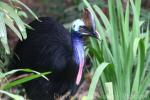 Southern cassowary