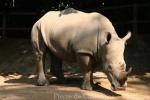 Southern white rhinoceros