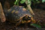 Yellow-footed tortoise