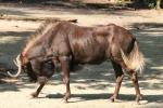 Black wildebeest