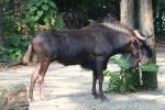 Black wildebeest