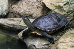 Chinese stripe-necked turtle