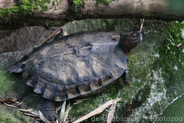 Spiny terrapin