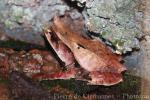 Malayan horned frog