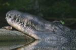 Malayan gharial