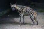 Striped hyaena