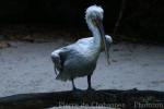 Dalmatian pelican