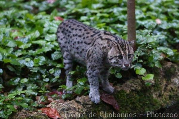Fishing cat