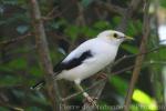 Black-winged myna