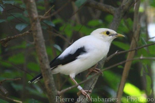 Black-winged myna