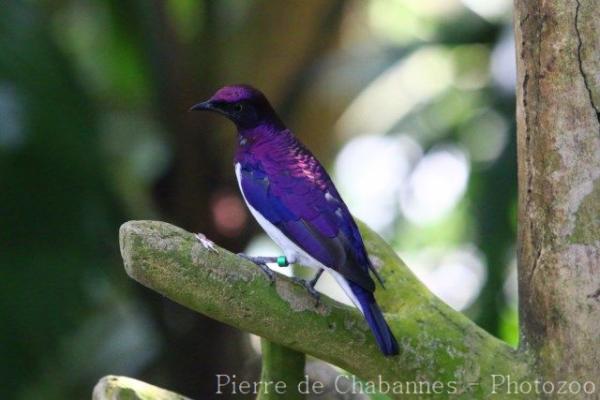 Amethyst starling *