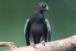 Black parrot