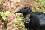 American black vulture