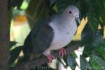 Green imperial-pigeon