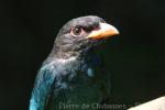 Oriental dollarbird