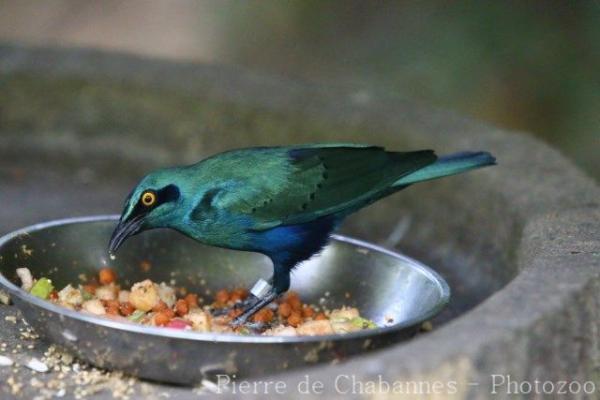 Greater blue-eared starling