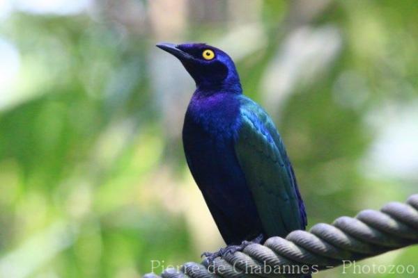 Purple glossy starling