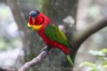 Yellow-bibbed lory