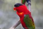 Purple-naped lory