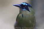 Blue-crowned motmot