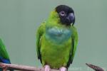 Nanday parakeet