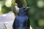 Red-winged starling