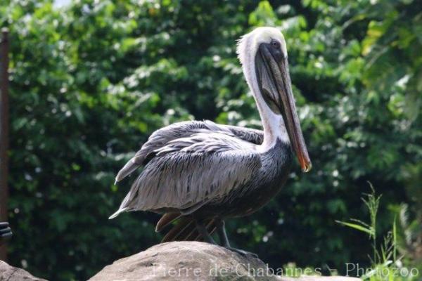 Brown pelican