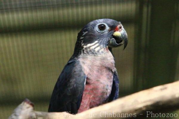 Dusky parrot