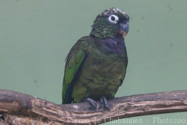 Scaly-headed parrot