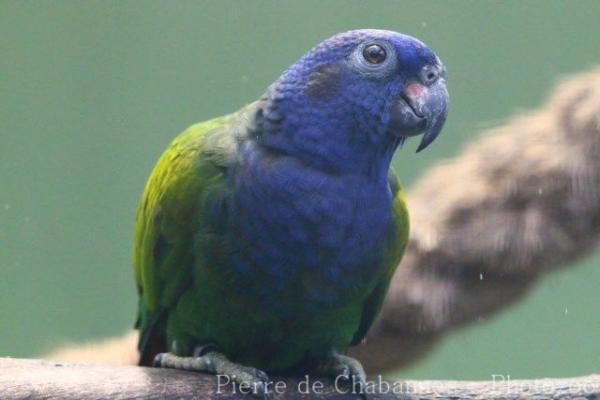 Blue-headed parrot