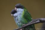 Grey-hooded parakeet