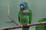 Blue-crowned parakeet