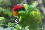 Iris lorikeet