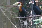 Papuan hornbill