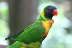 Marigold lorikeet