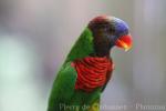 Coconut lorikeet