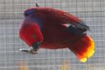 Eclectus parrot