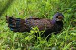 Bornean peacock-pheasant