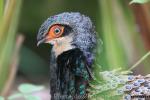 Bornean peacock-pheasant