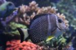 Whitespotted surgeonfish